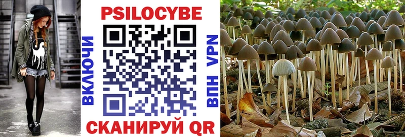 наркошоп  Шали  Псилоцибиновые грибы Psilocybe 